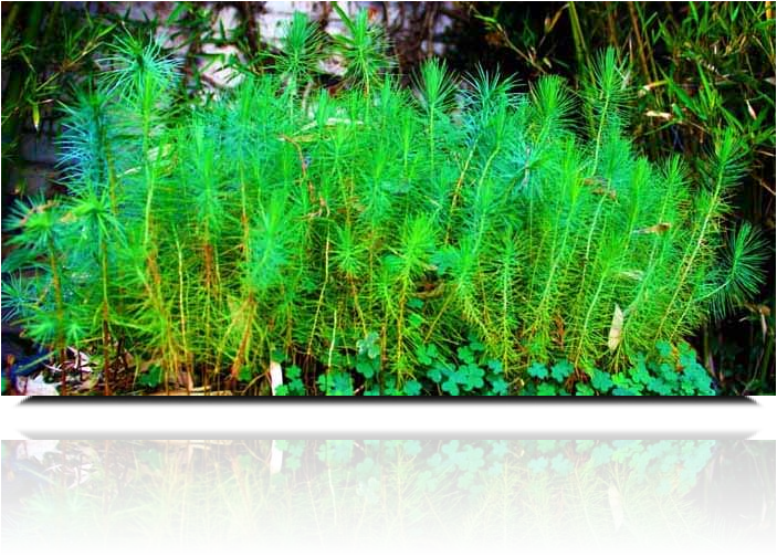 Miniature Forest by Artist Dapacu